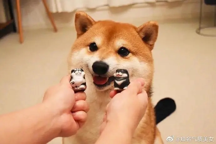 养宠物app合集