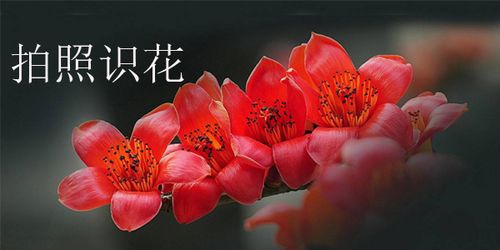 拍照识花软件大全