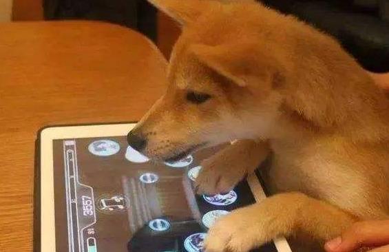 狗狗能玩的游戏合集