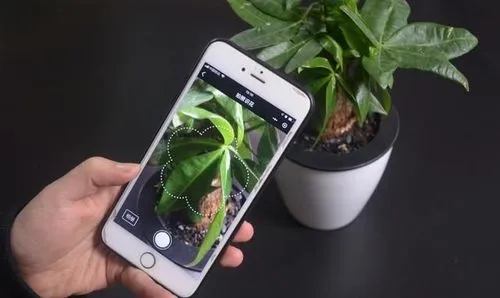 植物识别扫一扫软件合集