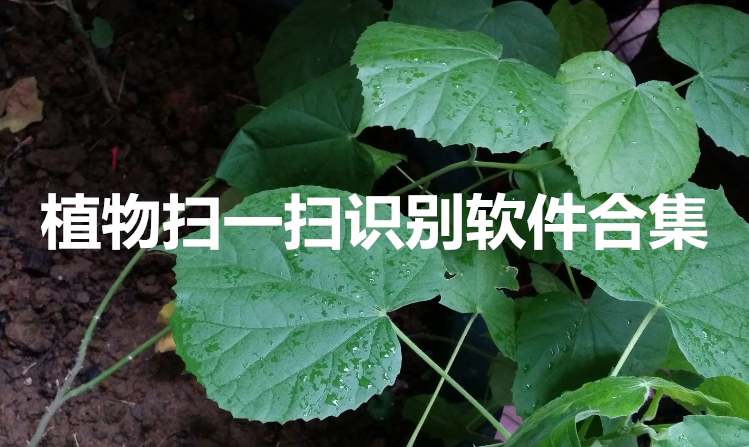 植物扫一扫识别软件合集