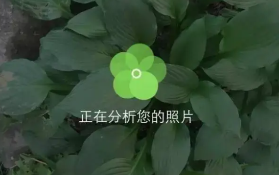 识别植物花草的软件合集