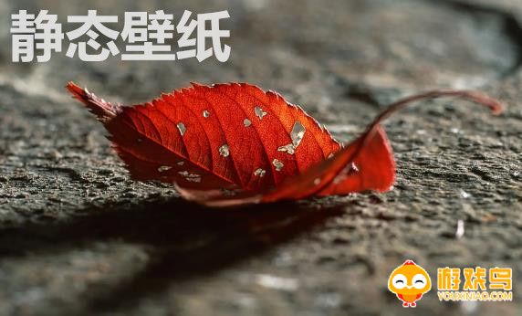 静态壁纸软件合集
