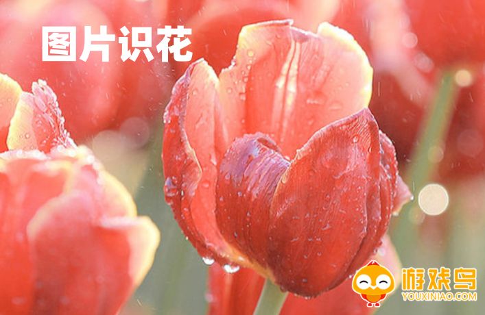 图片识花软件大全