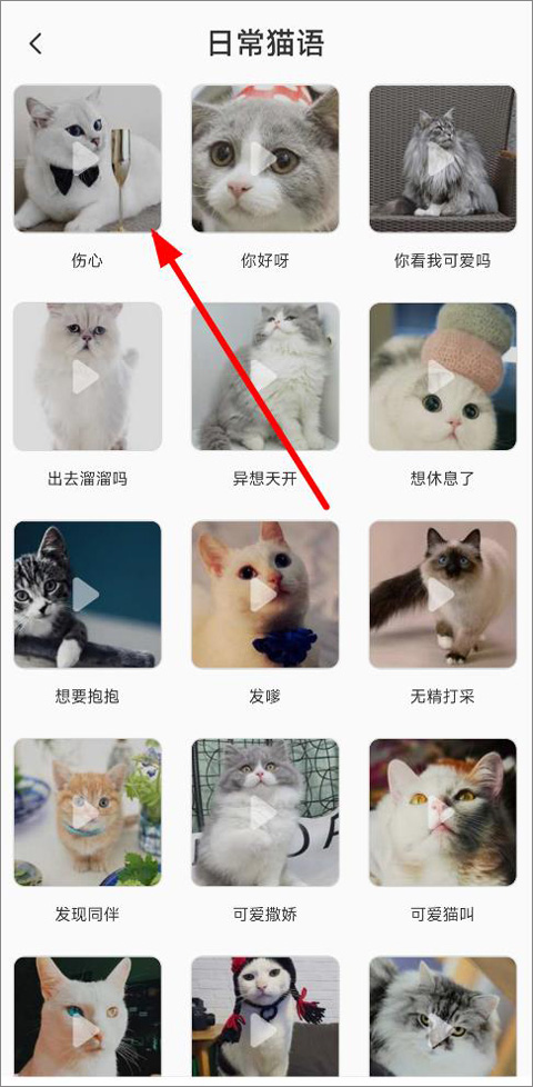 猫语翻译机