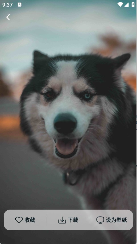灵蝶壁纸