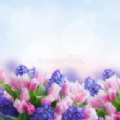 风信花小说APP下载