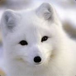 白狐TV软件下载