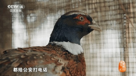 海燕直播tv版 4.2.0 安卓版