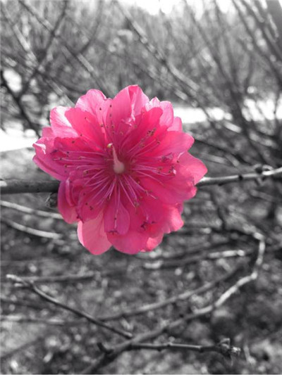 snapseed手机app中文版