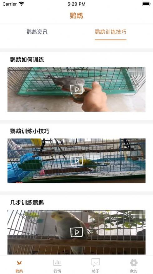 清萌鹦鹉资讯app客户端