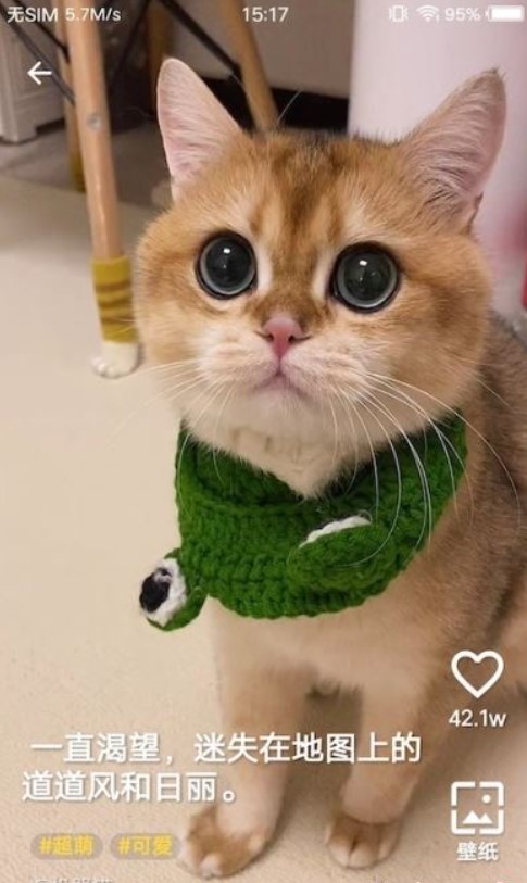 豹壁纸app