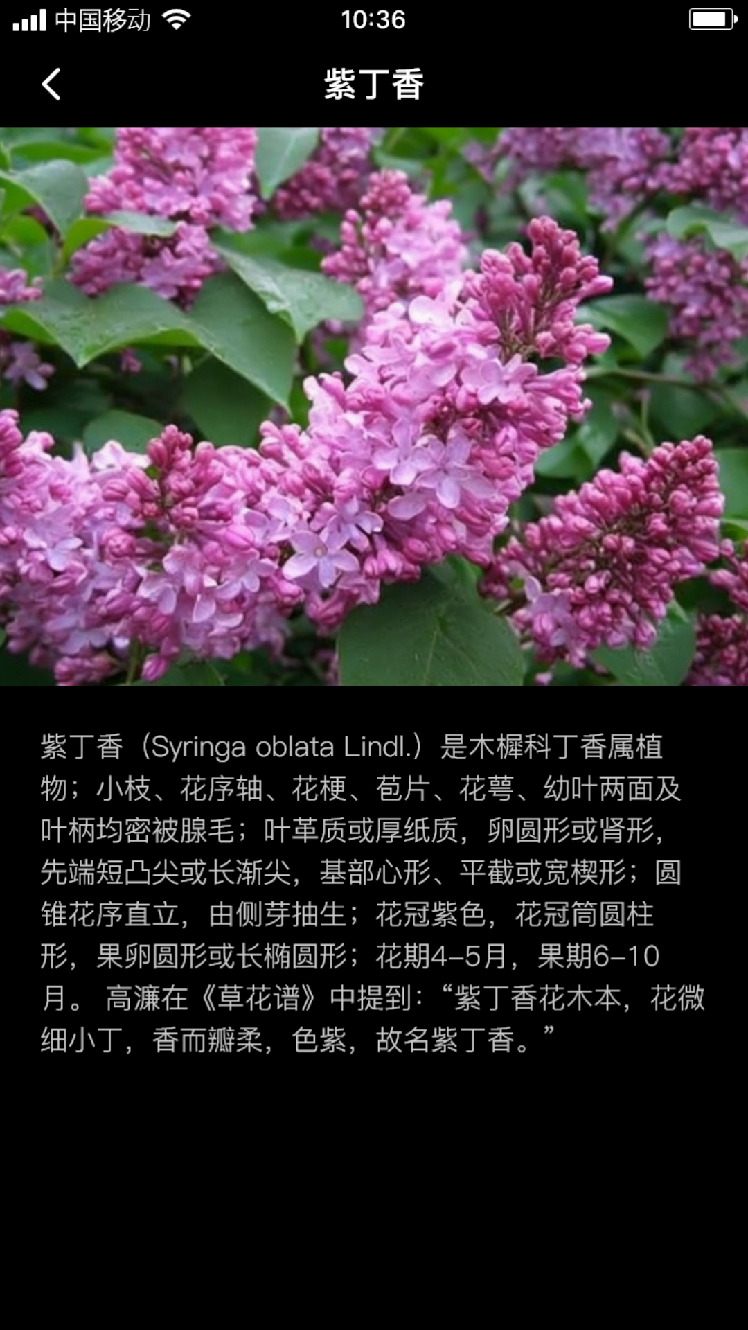 丁香花瓣app安卓版