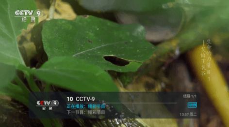 瑶瑶TV下载