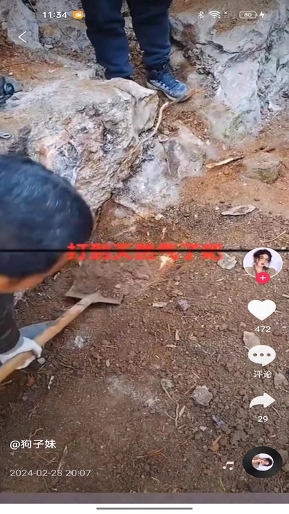 蓝天鹅软件红包版