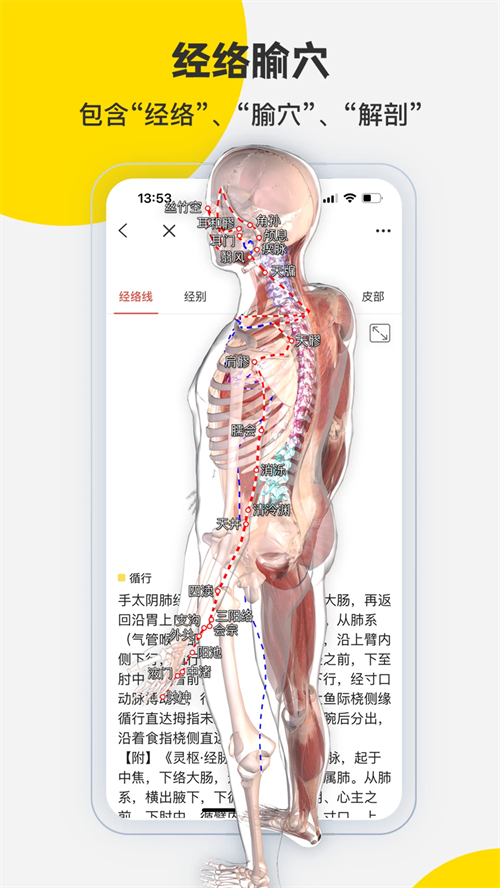 3Dbody