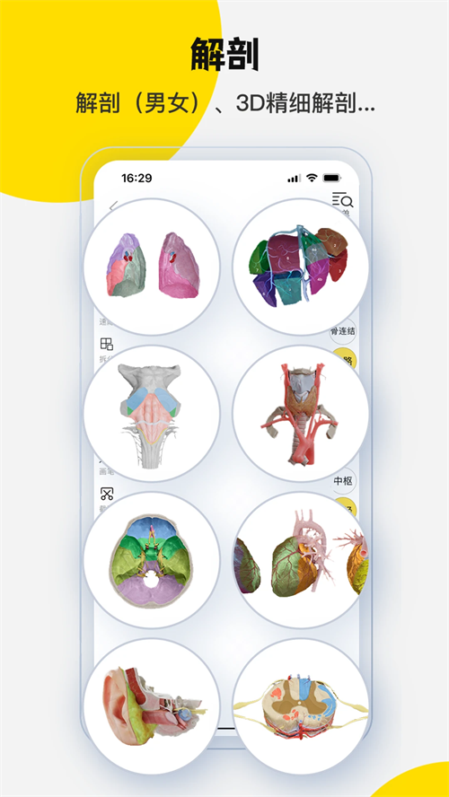 3Dbody