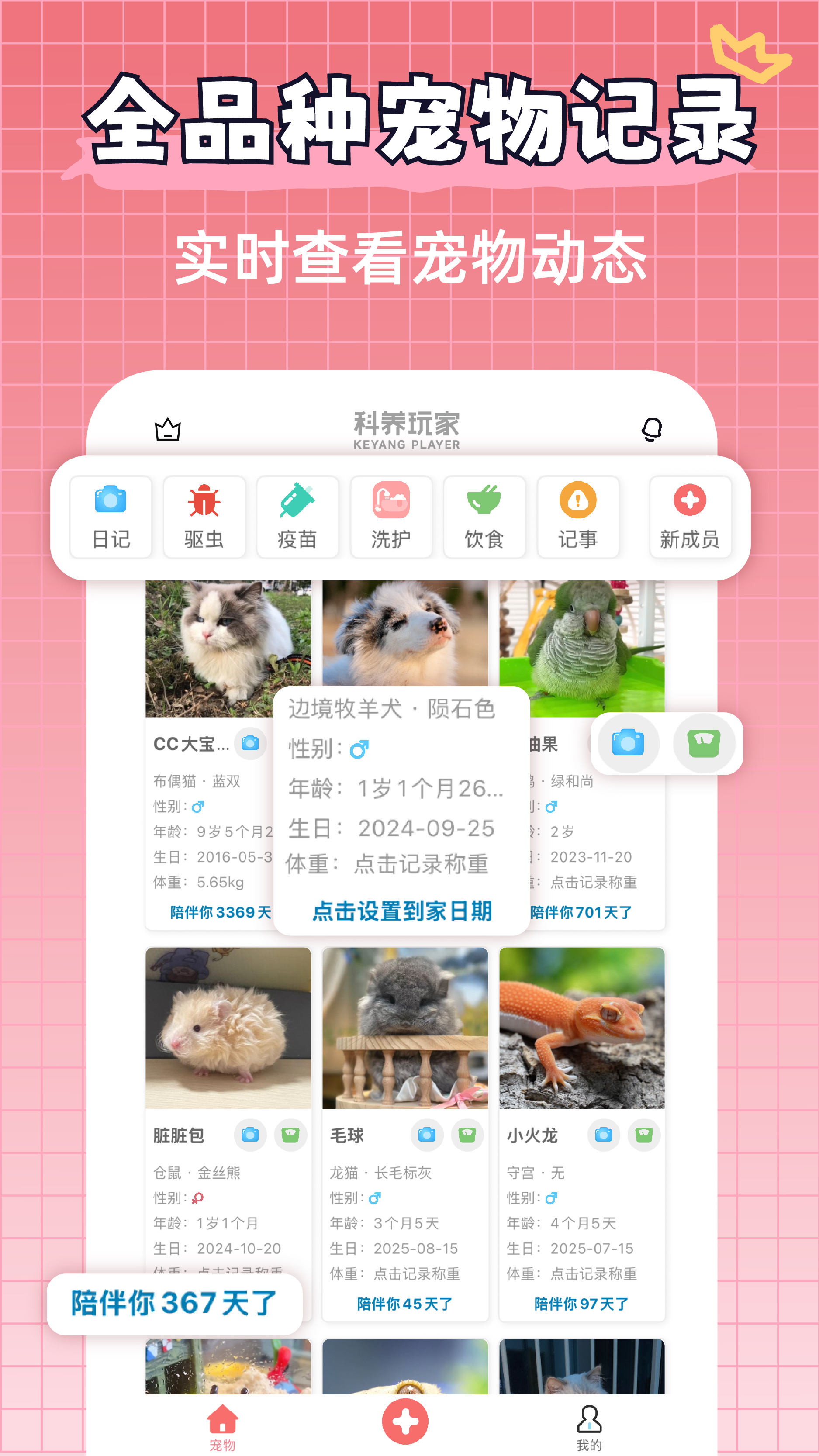 宠物王国