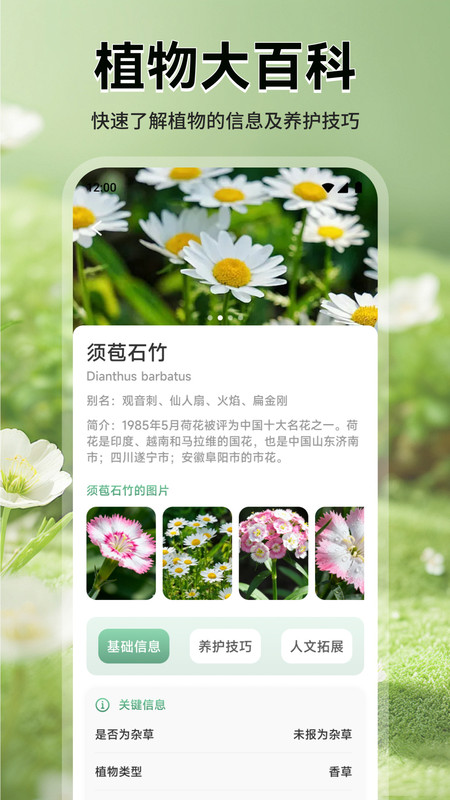 猫满花语