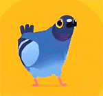 pigeonpop疯狂的鸽子