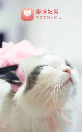猫咪社区app