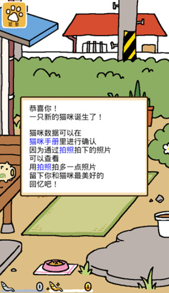 猫咪后院2国际服