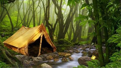热带森林手机游戏下载最新版
