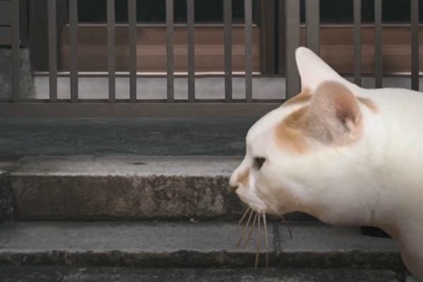 翌日系列猫日怪谈游戏手机中文版