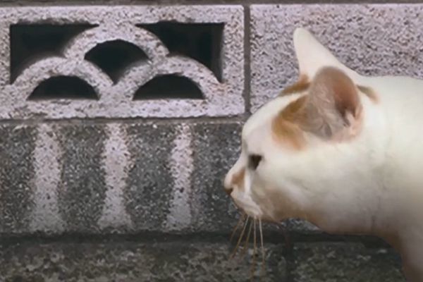 翌日系列猫日怪谈游戏手机中文版