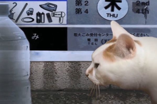 翌日系列猫日怪谈游戏手机中文版