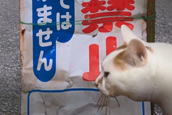 翌日系列猫日怪谈游戏手机中文版