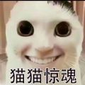 猫鼠特工猫猫惊魂游戏下载最新版