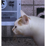翌日猫之怪奇谭手机版