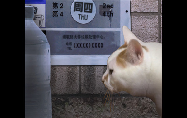 翌日猫之怪奇谭手机版